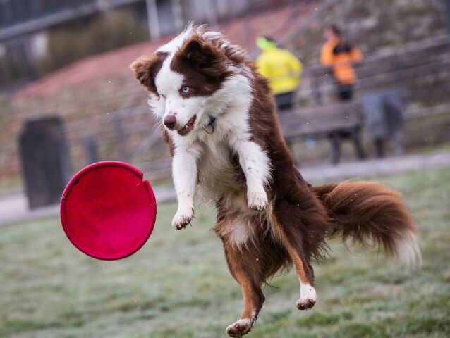 pes, hra, tanier, lietajúci tanier, frisbee, Nemecko,