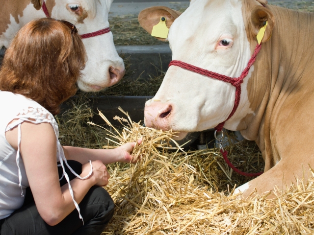 krava, mlieko, poľnohospodárstvo, farma, mliečna kríza