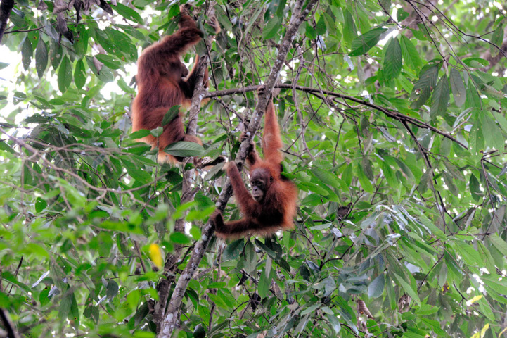 orangutany, strom, opice