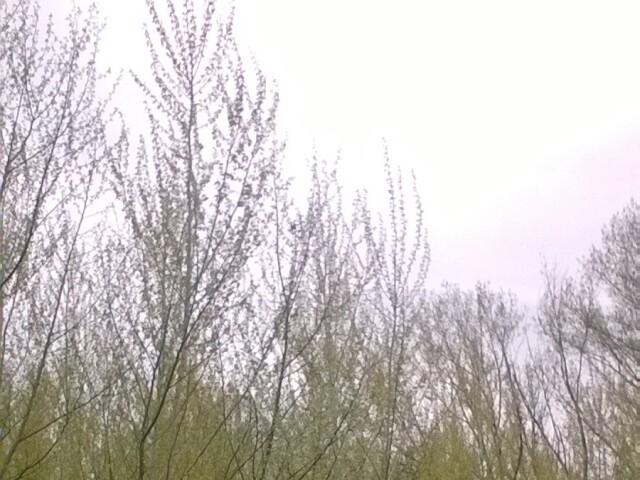 sihoť