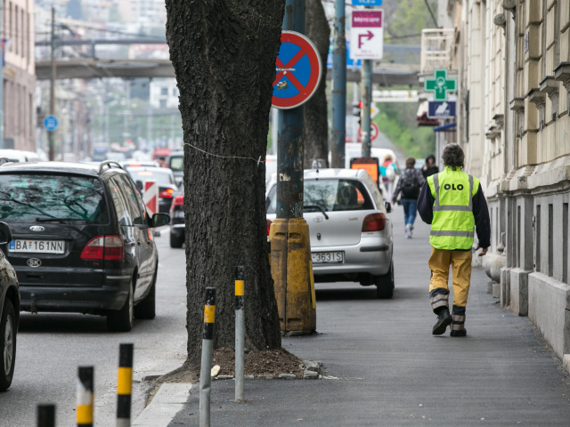 Štefánikova ulica, bratislava, stromy