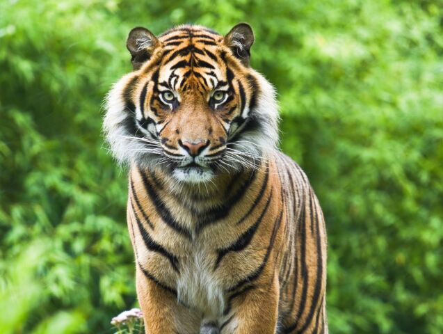 tiger,