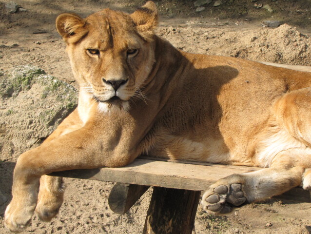 zoo, košice, levica