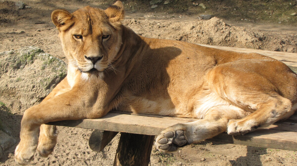 zoo, košice, levica