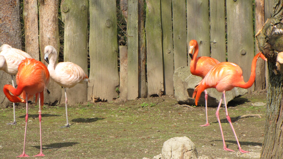 zoo, košice, plameniaky