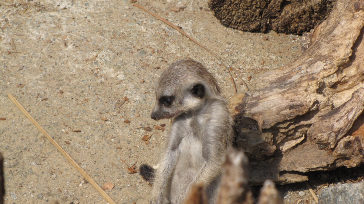 zoo, košice, surikaty