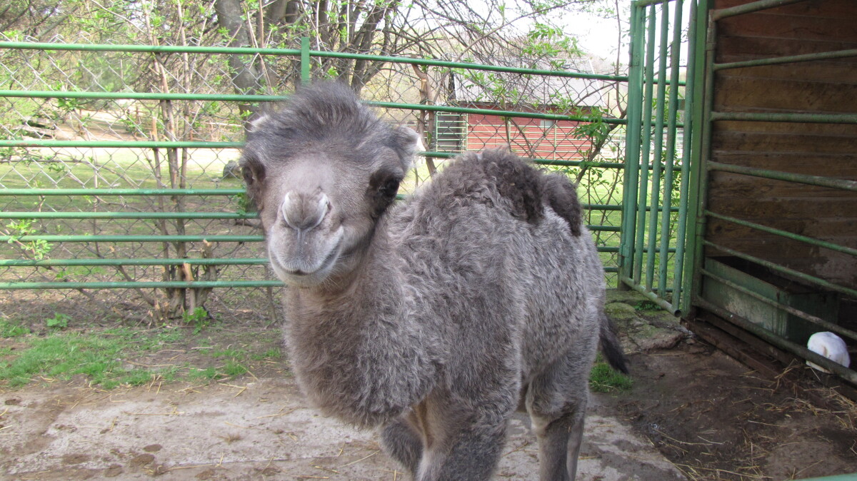 zoo, košice, ťava