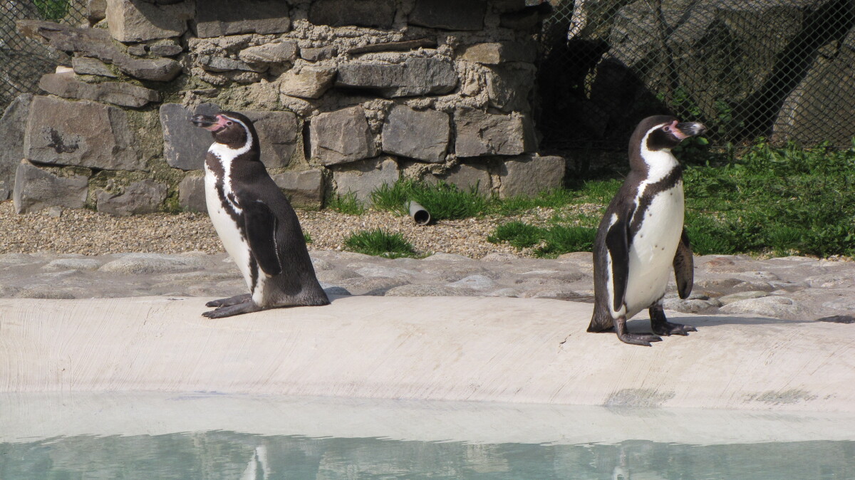 zoo, košice, tučniaky