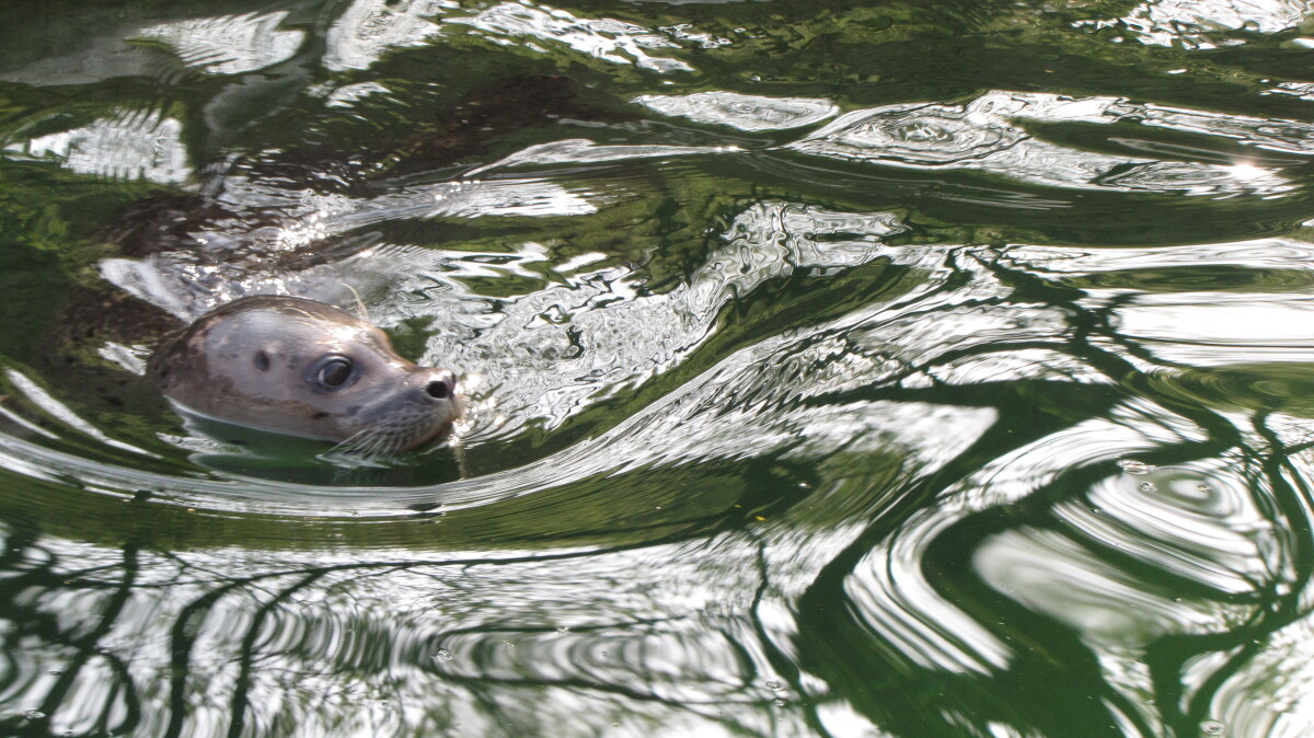 zoo, košice, tuleň