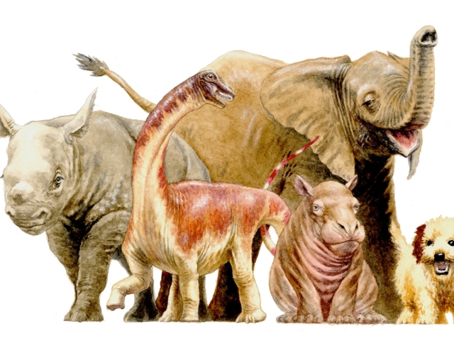 nosorožce, repetosaurus, zvieratá