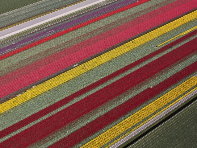 pole, kvety, lúka, Holandsko, farmári, tulipány