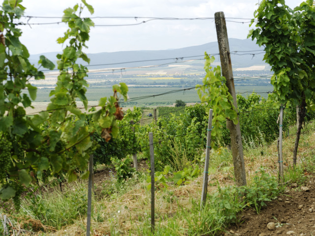 vinice, vinič, hrozno, Tokaj, Tokajská oblasť