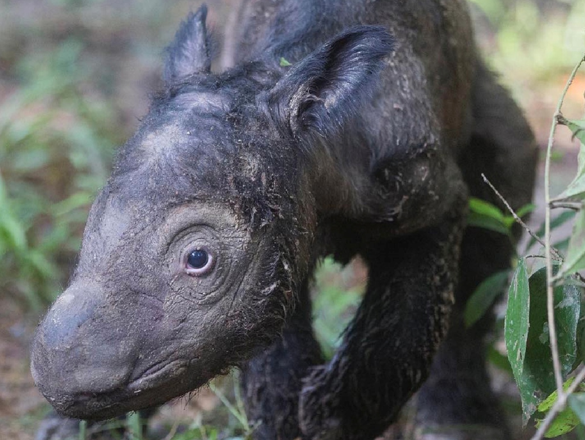 Dicerorhinus sumatrensis, nosorožec sumatriansky, Way Kambas, Lampung, Sumatra