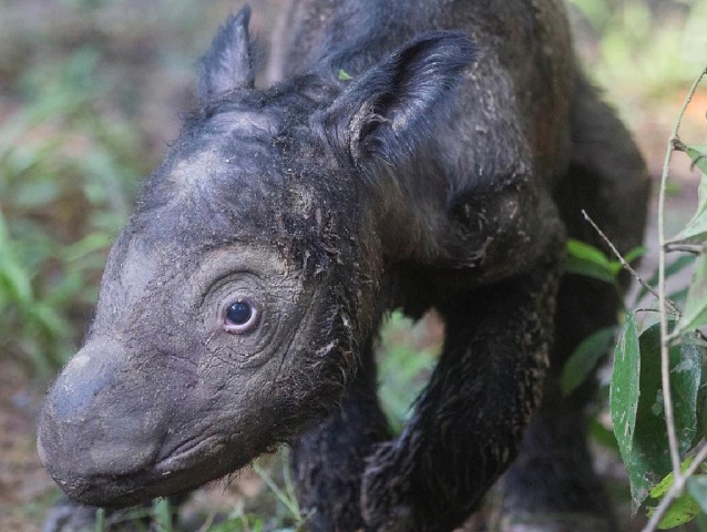Dicerorhinus sumatrensis, nosorožec sumatriansky, Way Kambas, Lampung, Sumatra