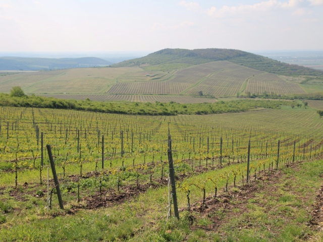 vino-22-tokaj-vinohrad-MAGAZIN