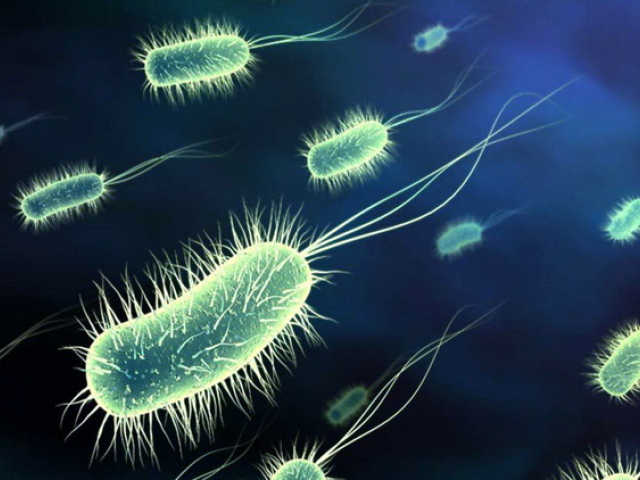 baktéria, Escherichia coli