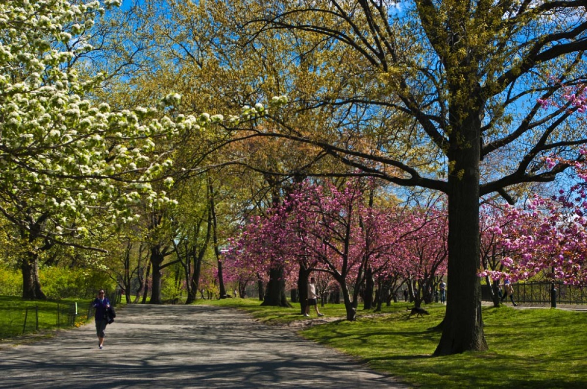 Central Park, New York, USA, Manhattan,