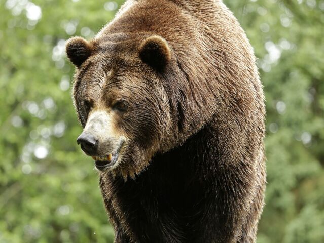 medveď, grizly, grizzly, medveď hnedý, zoo, zviera