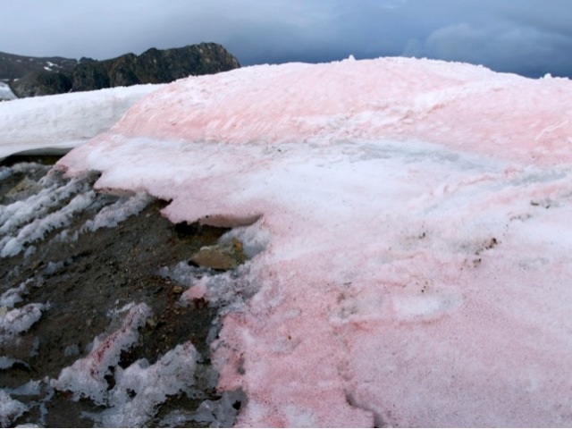 sneh, arktída
