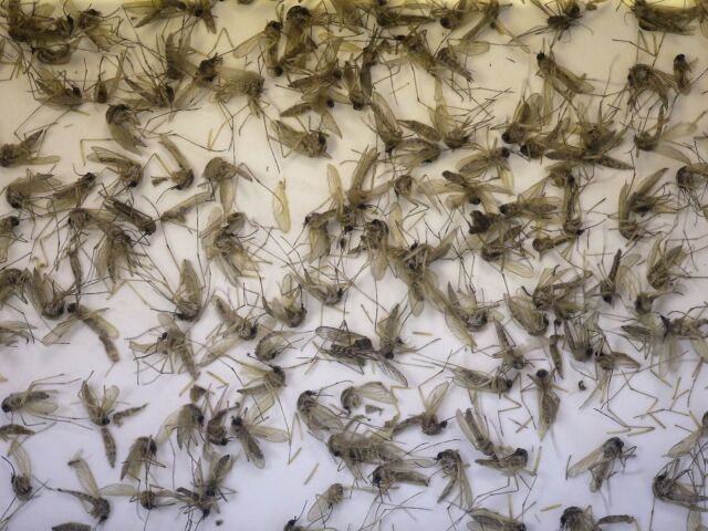 zika, komáre