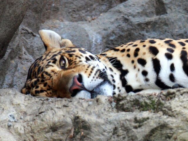 ZOO, ohrozen druh, leopard