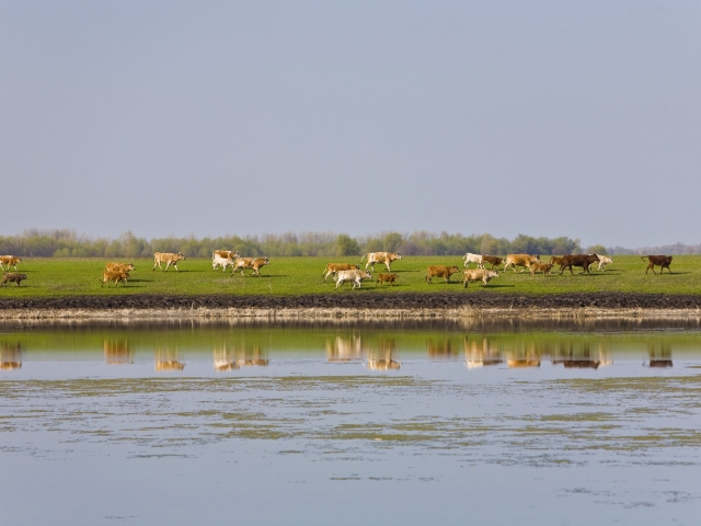 kravy, pole, volga, zvieratá, chov