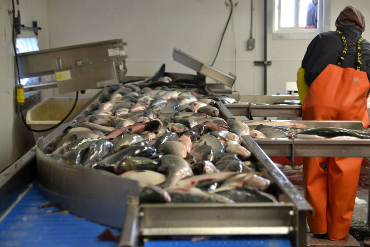 Aljaška, Copper River Seafoods