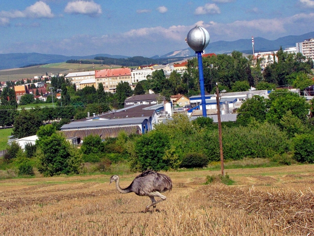 nandu pampový