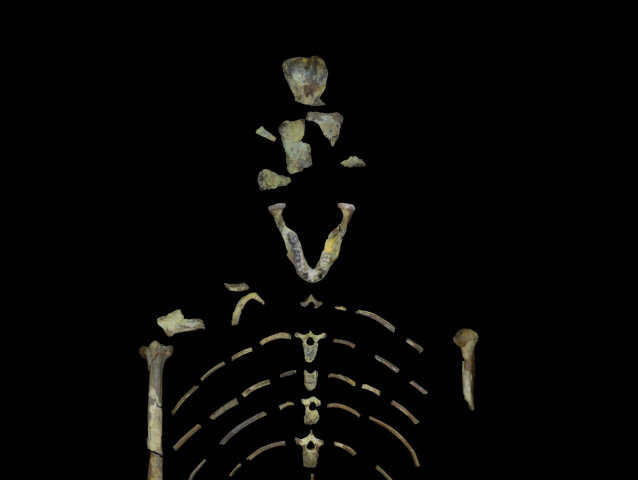 Lucy, australopitek