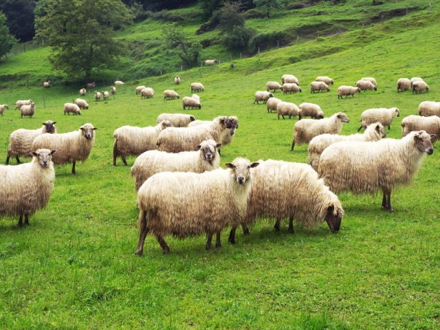 ovce, tráva, pasenie,