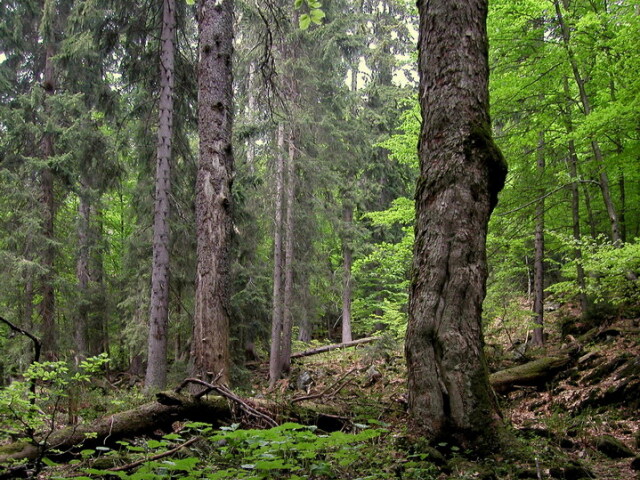 Boubínský prales, národná park, šumava