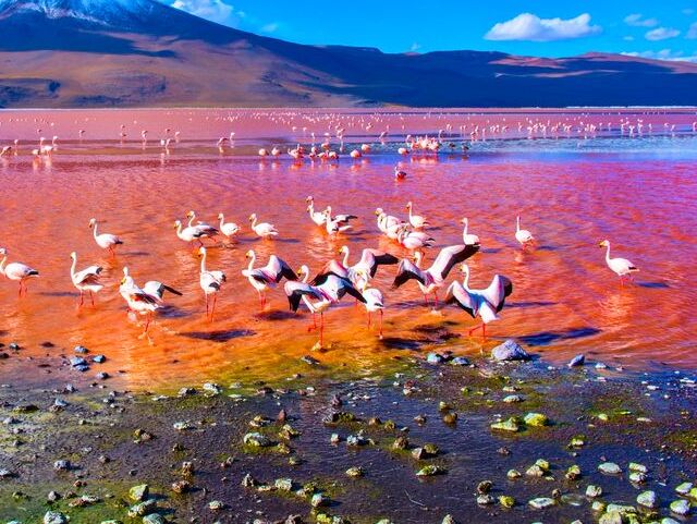 jezero, červené jazero, Laguna Colorada, Bolívia, plameniaky