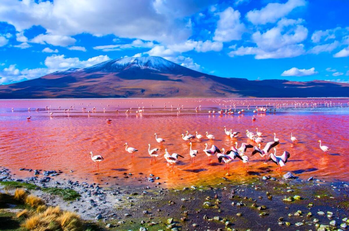 jezero, červené jazero, Laguna Colorada, Bolívia, plameniaky