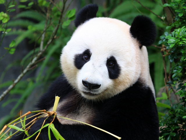 Panda veľká
