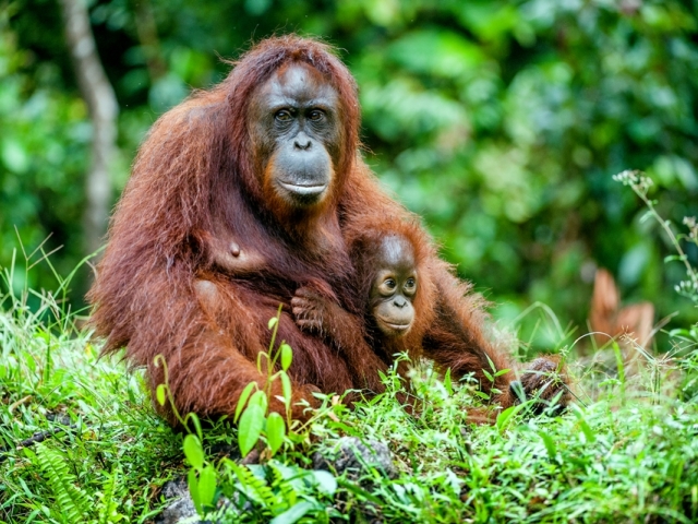 orangután, samica, mláda