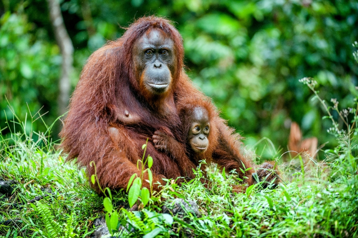 orangutan, Borneo