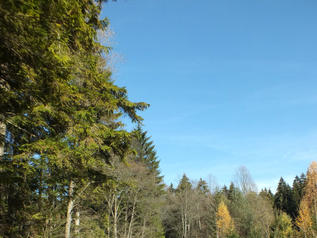 cesta, lesná cesta, cyklotrasa