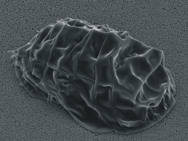 Milnesium tardigradum