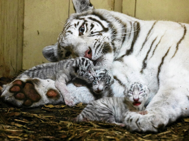 bengálsky tiger, mláďa