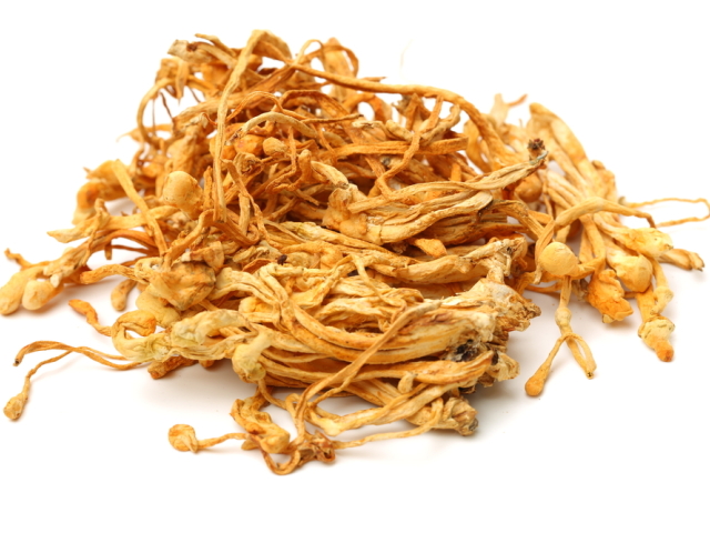 huby cordyceps