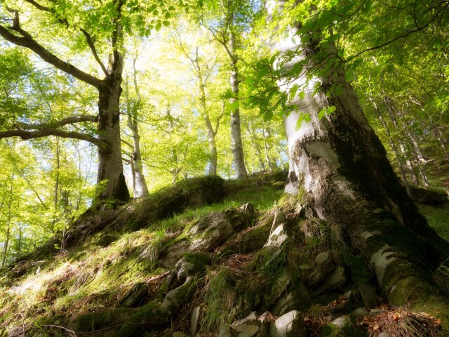stromy, fagaras, boia mica, rumunsko, karpaty, hory,