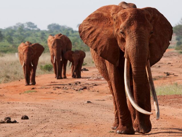 slony, Afrika, India, kly