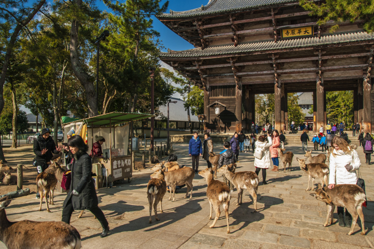 srnky, svätyňa, Nara, Japonsko,