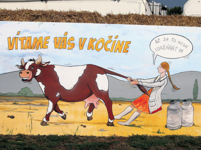 krava, karikatúra, Kočín, farma, poľnohospodárstvo