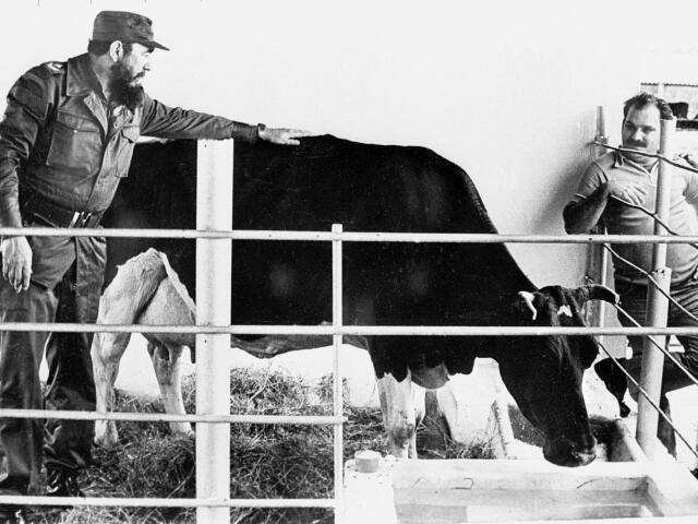 Fidel Castro, krava