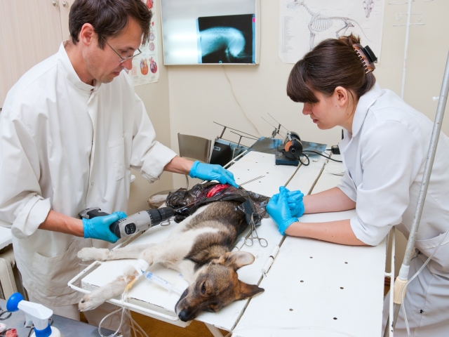 veterinár, lekár, operácia, pes, ordinácia