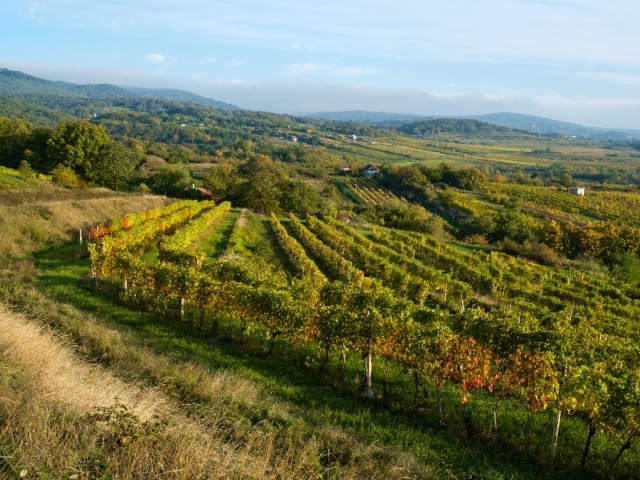 modra, kalvária, vinohrad