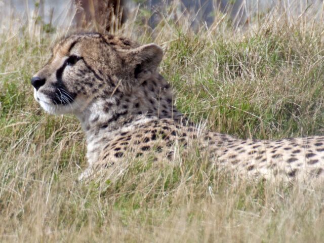 gepard