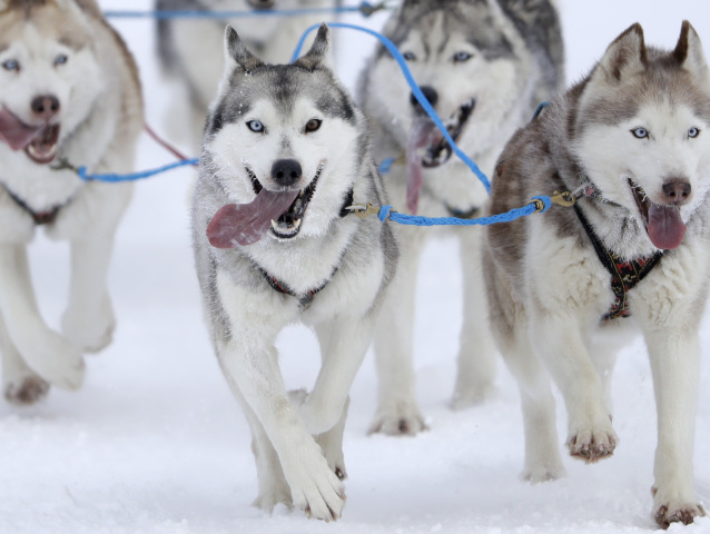 husky, psy, psie záprahy, záprah, sane, hasky, zima, sneh, mráz, preteky