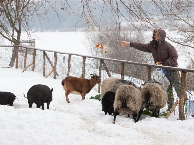 farma, zvieratá, počasie, sneh, zima, farmár